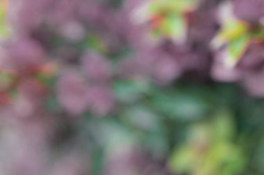 Bokeh efektli bir bahçede çiçek fotoğrafı. Soyut etki. Renk değişimiyle. Renkli bir etki.