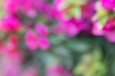 Bokeh efektli bir bahçede çiçek fotoğrafı. Soyut etki. Renk değişimiyle. Renkli bir etki.