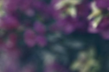 Bokeh efektli bir bahçede çiçek fotoğrafı. Soyut etki. Renk değişimiyle. Renkli bir etki.