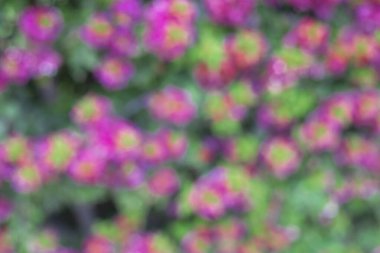 Bokeh efektli bir bahçede çiçek fotoğrafı. Soyut etki. Renk değişimiyle. Renkli bir etki.