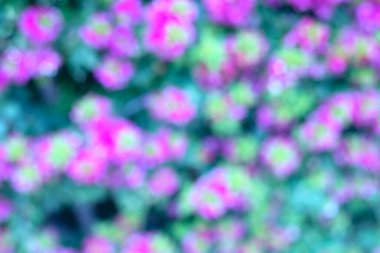 Bokeh efektli bir bahçede çiçek fotoğrafı. Soyut etki. Renk değişimiyle. Renkli bir etki.