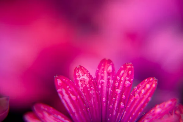 非洲雏菊在花园里的宏观摄影 雨天滴水 孤立的雏菊 粉红色的颜色 — 图库照片