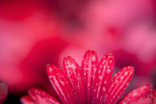非洲雏菊在花园里的宏观摄影 雨天滴水 孤立的雏菊 粉红色的颜色 — 图库照片