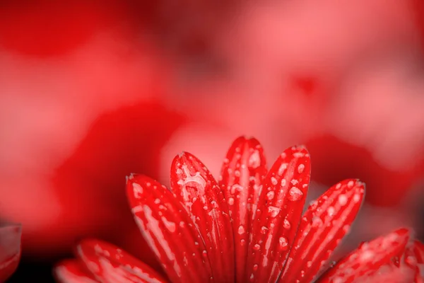 Fotografía Macro Una Margarita Africana Jardín Con Gotas Agua Día — Foto de Stock