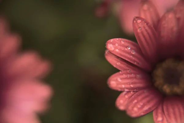 Macro Photography African Daisy Garden Drops Water Rainy Day Isolated — Stock Photo, Image