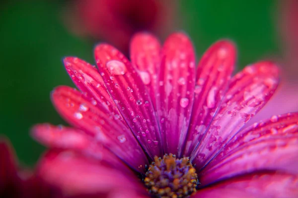 Fotografía Macro Una Margarita Africana Jardín Con Gotas Agua Día — Foto de Stock