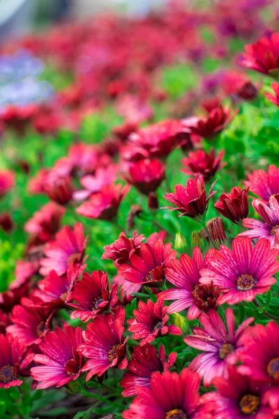 Güzel Afrika papatyalarının, Osteospermum 'un, bahçedeki kırmızı rengin fotoğrafı.