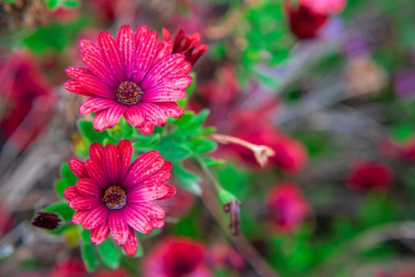 Güzel Afrika papatyalarının, Osteospermum 'un bir damla suyla, bahçedeki kırmızı rengin fotoğrafı.
