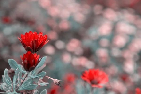 美丽的非洲雏菊的照片 Osteospermum 花园的红色 — 图库照片