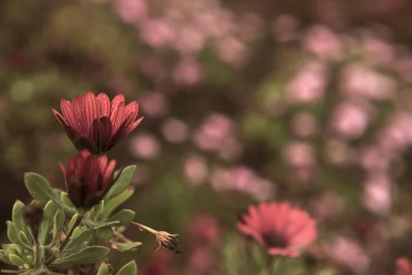 Güzel Afrikalı papatyaların, Osteospermum 'un fotoğrafları. Bahçede bir damla su, sepya rengi.