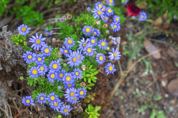 Fotografering Alpin Aster Prästkragar Trädgård Med Droppar Vatten Blå Och — Stockfoto