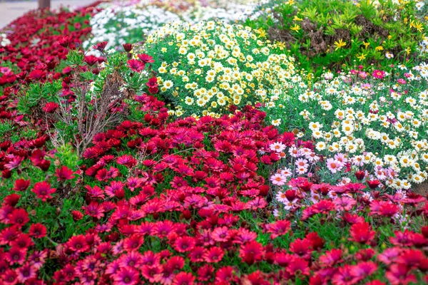 Güzel Afrikalı papatyaların, Osteospermum 'un, pembe, kırmızı, sarımsı, beyaz, mor rengin, bahçedeki
