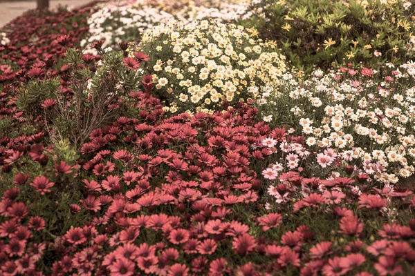 Photography Beautiful African Daisies Osteospermum Sepia Color Garden — Stock Photo, Image