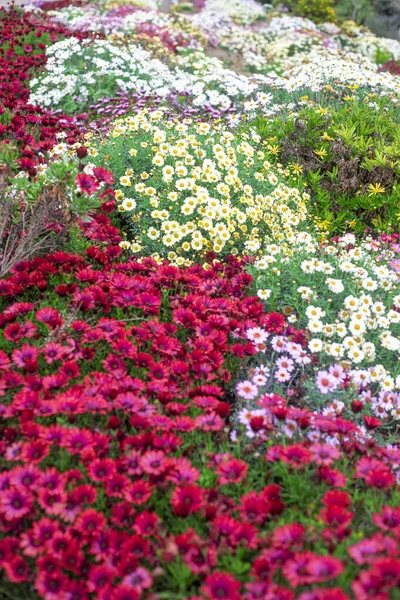 Fotografie Schöner Afrikanischer Gänseblümchen Osteospermum Rosa Rot Gelb Weiß Lila — Stockfoto