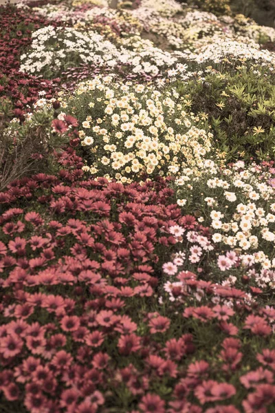 Güzel Afrika papatyalarının, Osteospermum 'un, bahçedeki sepya renginin fotoğrafı.