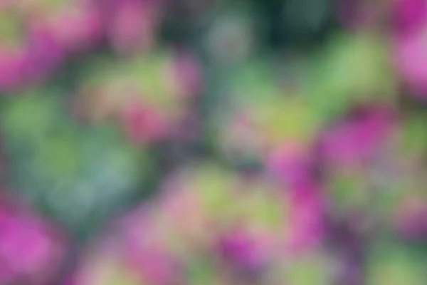 Photographie Fleurs Dans Jardin Avec Effet Bokeh Effet Abstrait Avec — Photo