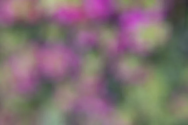Fotografering Blommor Trädgård Med Bokeh Effekt Abstrakt Effekt Med Färggradient — Stockfoto