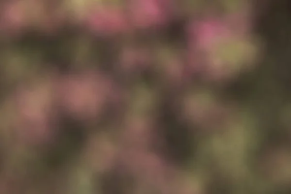 Fotografering Blommor Trädgård Med Bokeh Effekt Abstrakt Effekt Med Färggradient — Stockfoto
