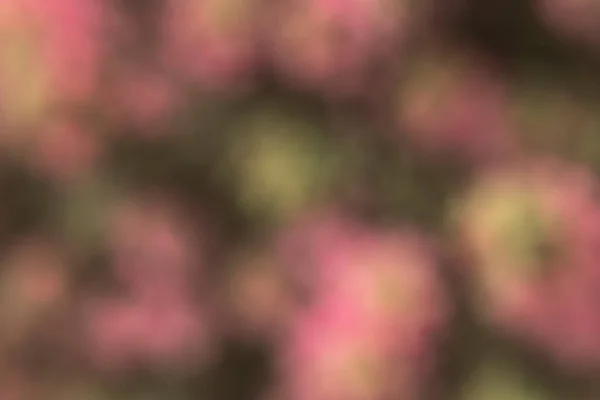 Photographie Fleurs Dans Jardin Avec Effet Bokeh Effet Abstrait Avec — Photo