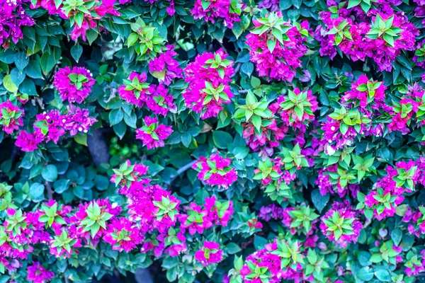 Fotografie Pořízená Zahradě Rostliny Bougainvillea Růžovými Květy Zahradě — Stock fotografie