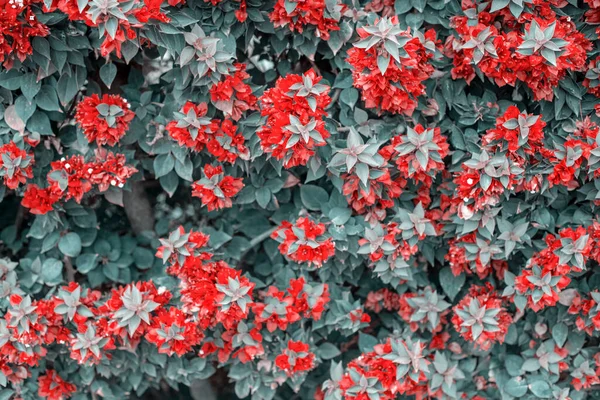 Begonvil bitkisinin bahçesinde çekilmiş bir fotoğraf. Bahçesinde kırmızı çiçekler var.
