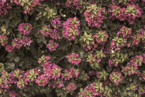 Fotografia Robiona Ogrodzie Bougainvillea Roślina Różowymi Kwiatami Ogrodzie — Zdjęcie stockowe