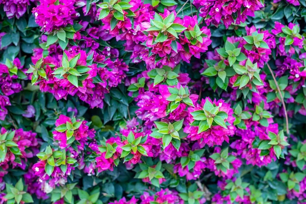 Fotografie Pořízená Zahradě Rostliny Bougainvillea Květinami Fuchsia Zahradě — Stock fotografie