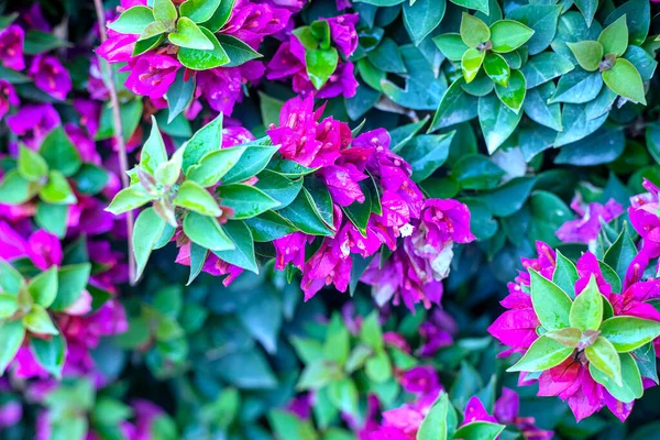Begonvil bitkisinin bahçesinde çekilmiş bir fotoğraf. Bahçesinde pembe çiçekler var.