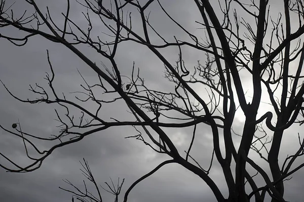 Podświetlana Fotografia Drzewa Odizolowanego Pochmurny Dzień Krajobraz Naturalny — Zdjęcie stockowe