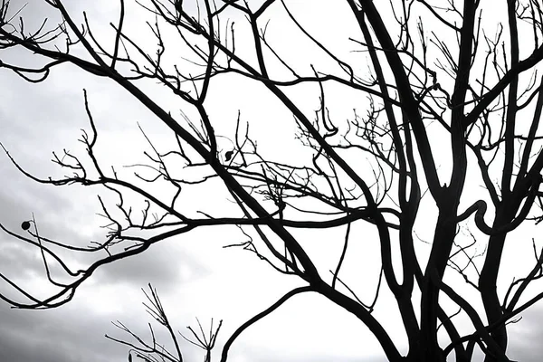 Podsvícená Fotografie Stromu Izolovaného Zamračeném Dni Přírodní Krajina — Stock fotografie