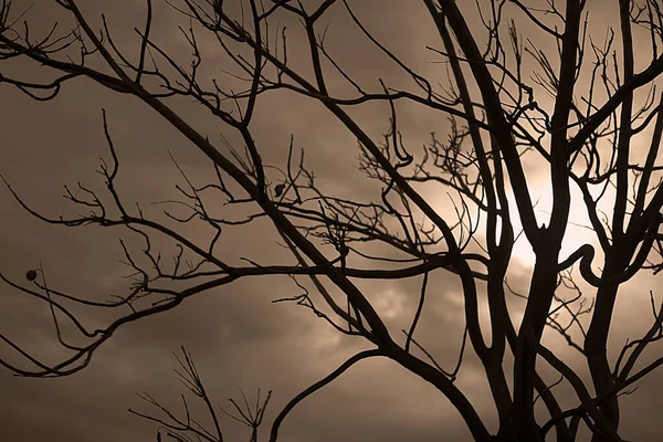 Bakgrundsbelyst Fotografering Ett Träd Isolerad Molnig Dag Naturligt Landskap Sepia — Stockfoto