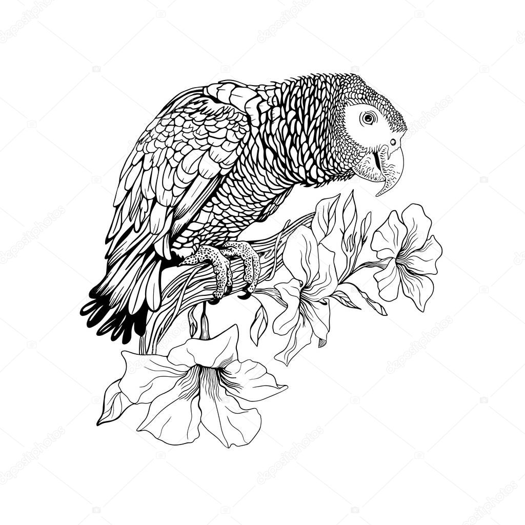 Contour for coloring, a parrot sits on a branch of a blossoming liana