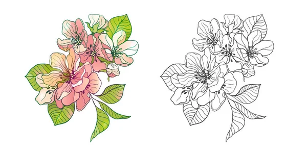 Вишневые Цветы Нежные Цветы Сакуры Наброском Раскраска Книги Взрослых Векторная — стоковый вектор