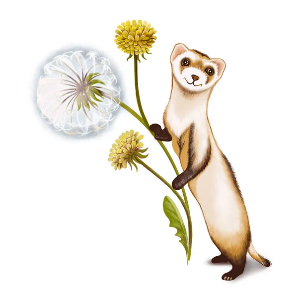 Cartoon Character Funny Ferret Bouquet Dandelions Happy Birthday Greeting Card —  Fotos de Stock