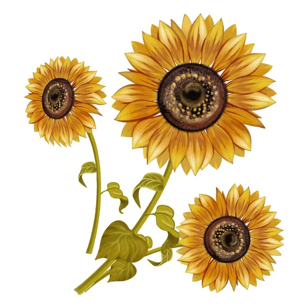 Sunflower Illustration Trunk Leaves Plant Bouquet Sunflowers White Background — Vetor de Stock
