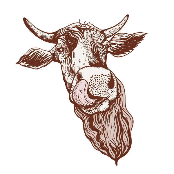 Cow Drawing Cow Head Emblem Label Dairy Products Packaging Milk — Vetor de Stock