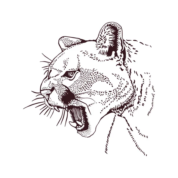 Puma Head Pencil Drawing — Wektor stockowy
