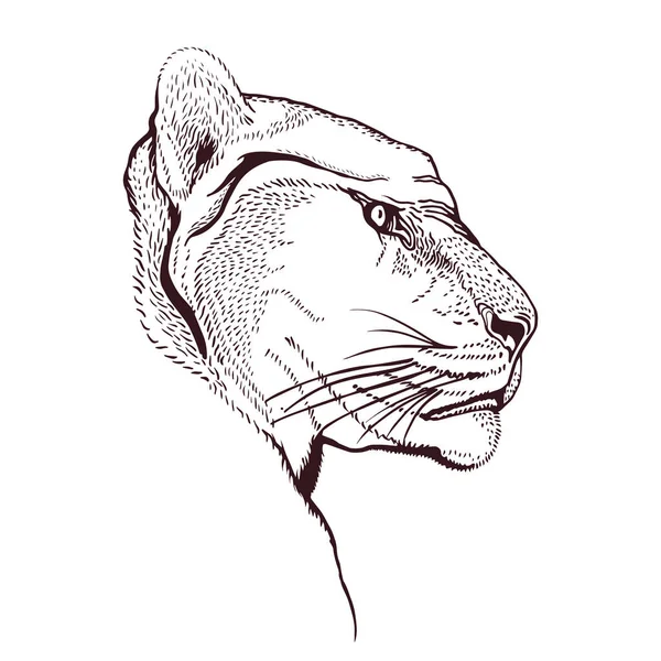 Puma Head Pencil Drawing — Wektor stockowy