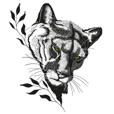 Puma head, pencil drawing 