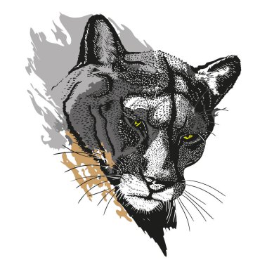 Puma head, pencil drawing 