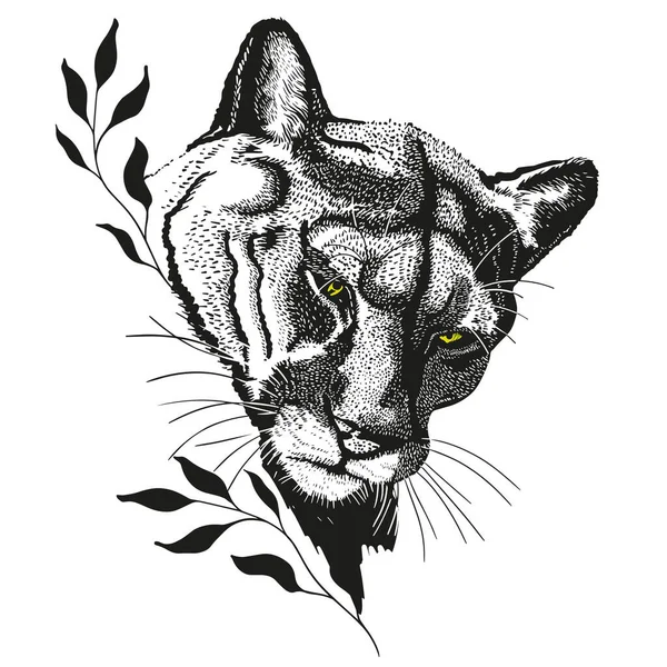 Puma head, pencil drawing 