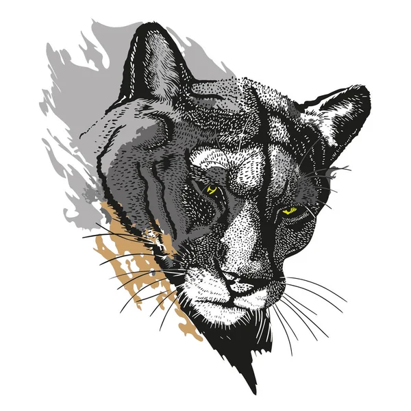 Puma Head Pencil Drawing — Vector de stock