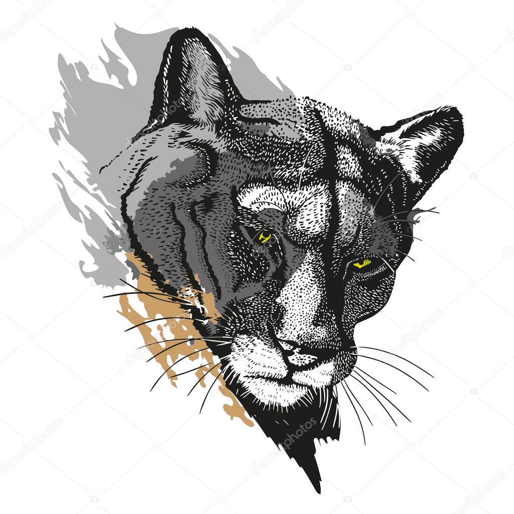 Puma head, pencil drawing