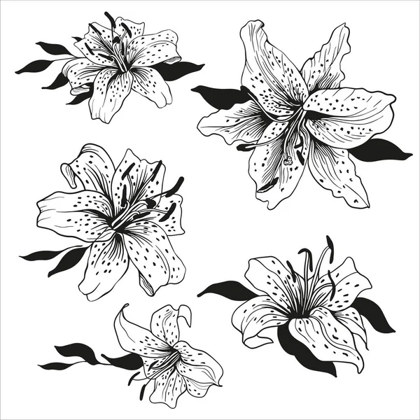 Lily Flowers Black White Pencil Drawing Tattoos Decoration Wedding Invitations — 图库矢量图片