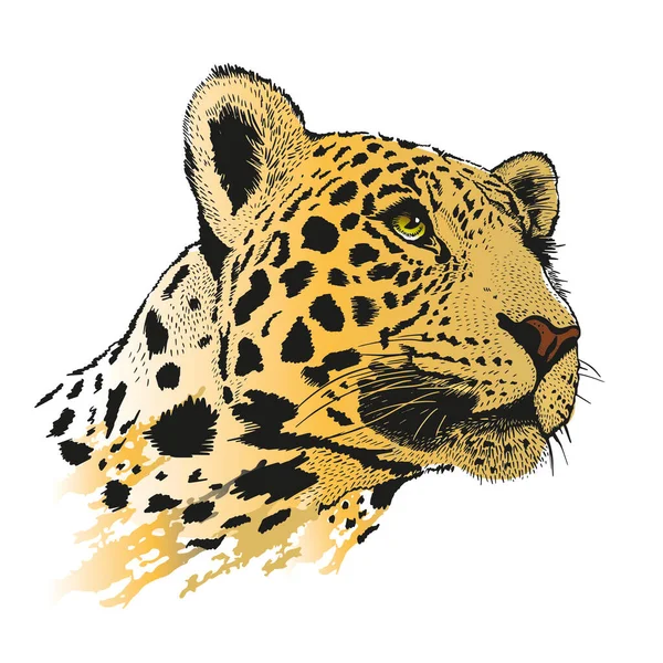 Leopard Pencil Drawing Panthera Pardus Head — Vector de stock
