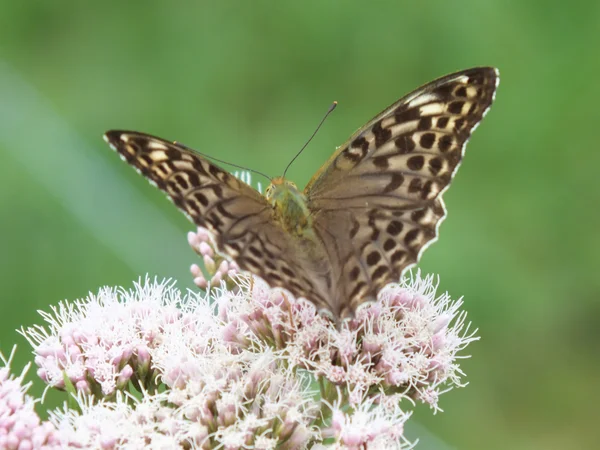 Schmetterling — Stockfoto