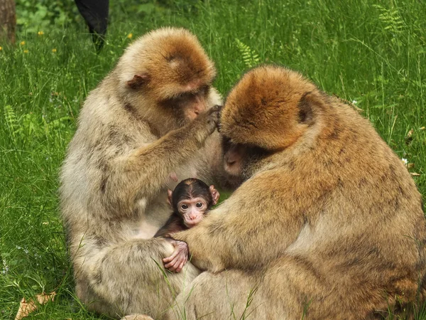 Macacos — Fotografia de Stock