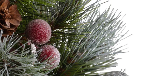 Vánoční Stromek Zelené Borové Větvičky Pokryté Sněhem Zdobené Červenými Bobulemi — Stock fotografie