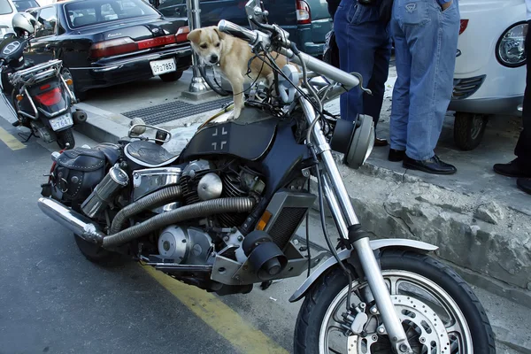 Motocicleta com cachorro — Fotografia de Stock