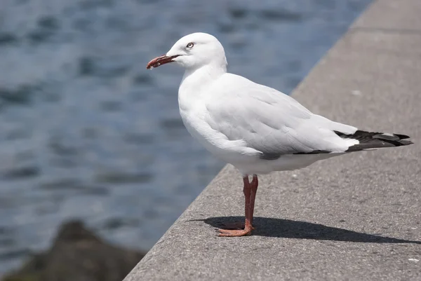 A pigeon — Stock Photo, Image